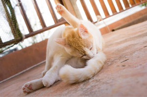 항문을 핥는 고양이