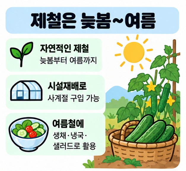 오이 제철은 늦봄부터 여름이며 시설재배로 사계절 구입할 수 있다는 내용을 보여주는 카드