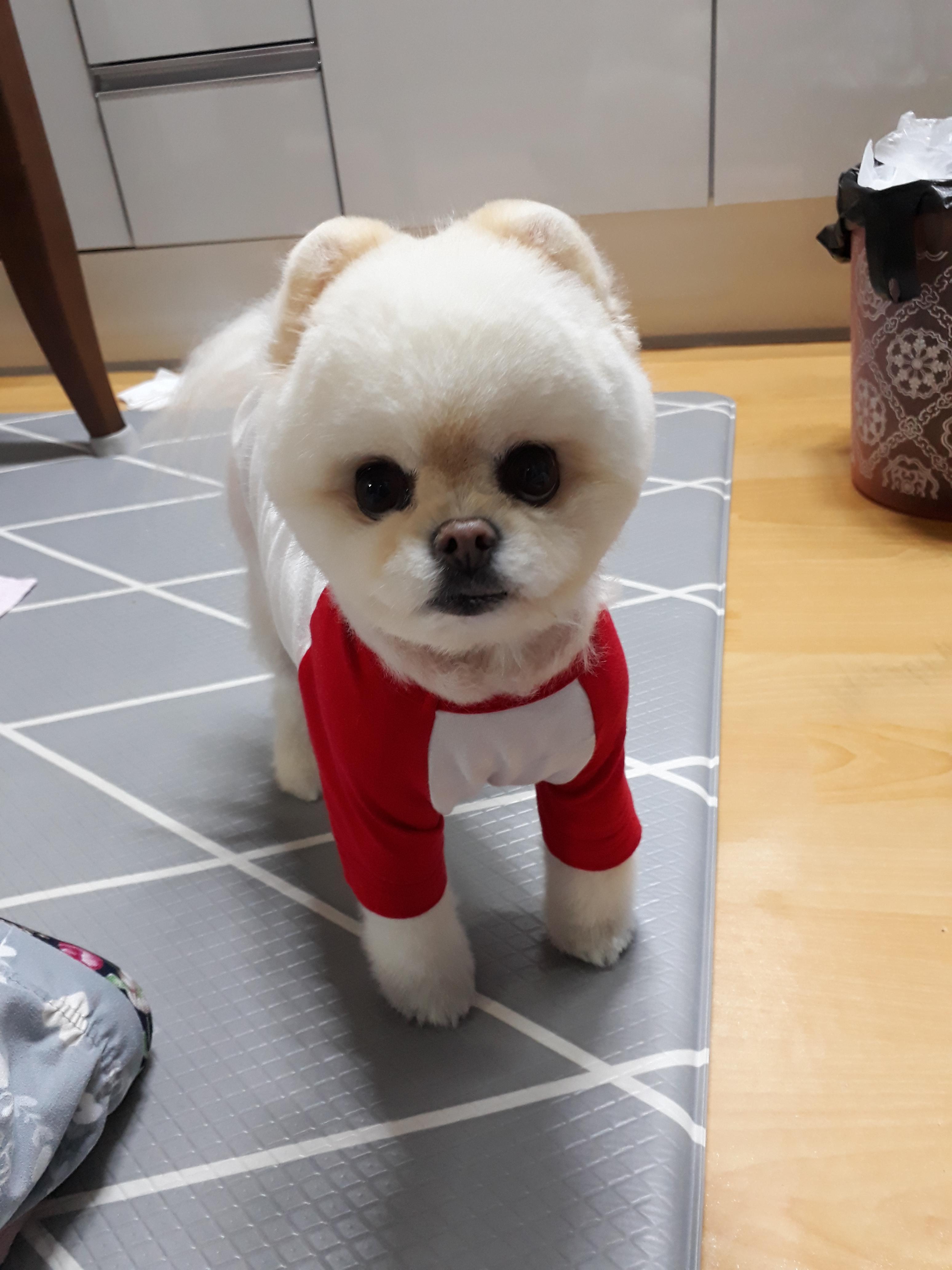 강아지 백내장 초기 증상과 확인법 : 예방법 3가지