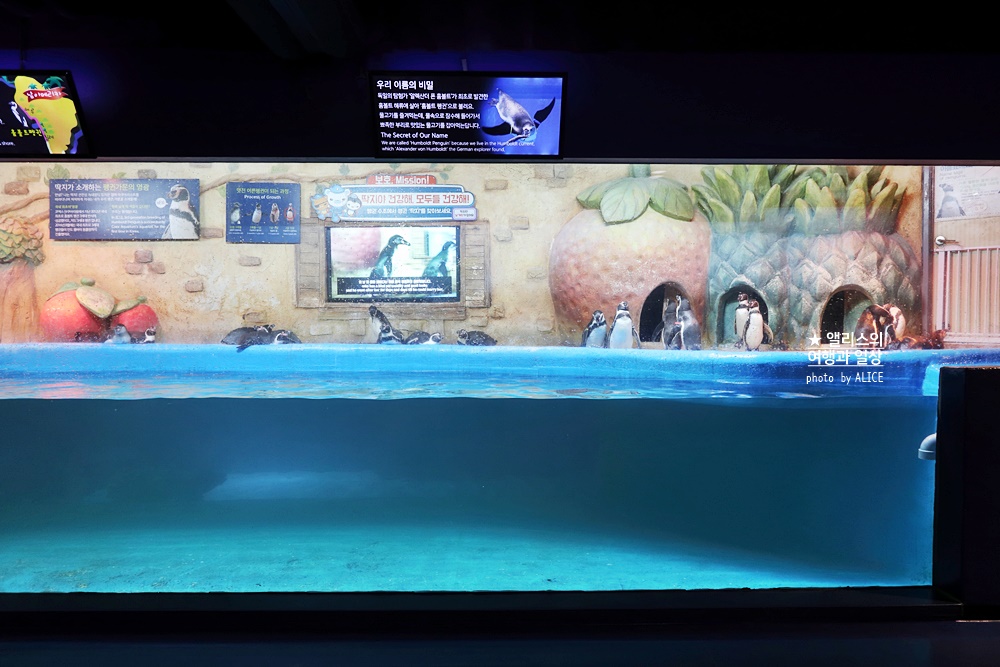 코엑스 아쿠아리움 입장권 할인예약 방법, 대중교통 가는 방법, 참물범 펭귄 비버 상어 보러가자!