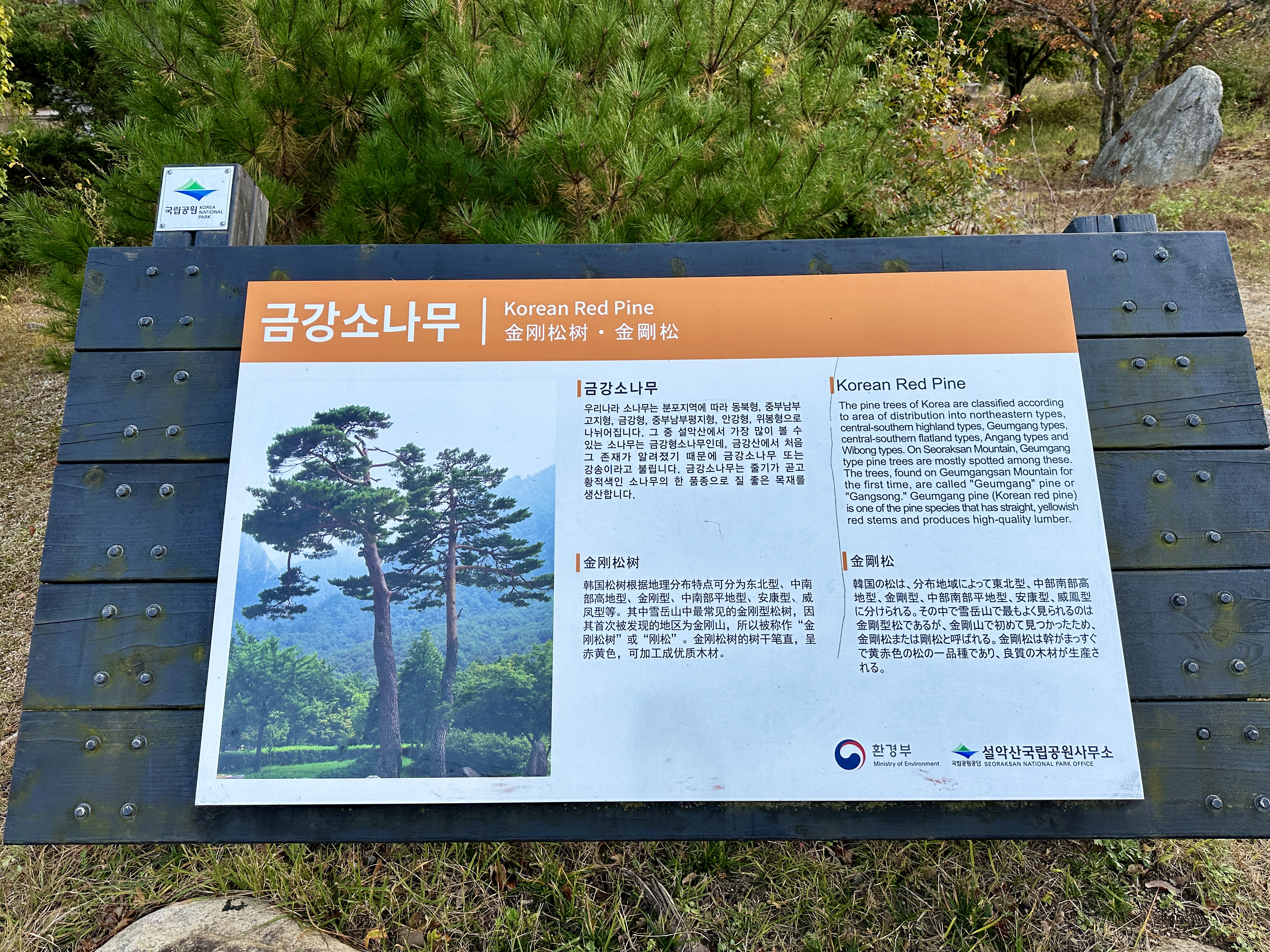 설악산 금강소나무