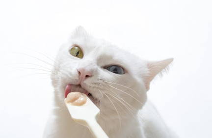 흰 고양이와 페이스트 먹이.