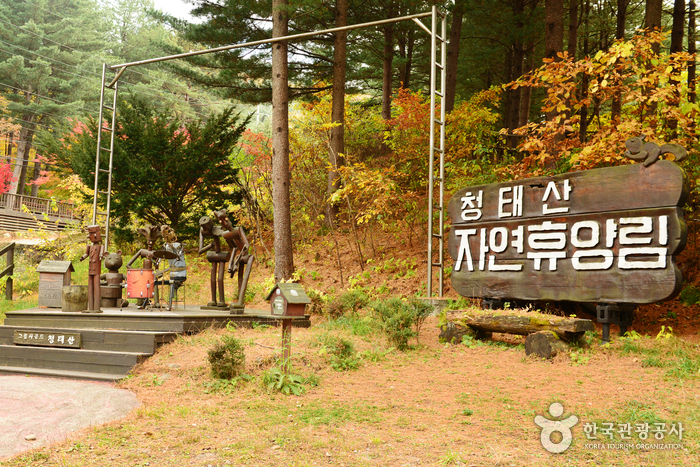 [강원도 여행지 추천] 횡성 가볼만한 곳 베스트 10 국립 청태산자연휴양림