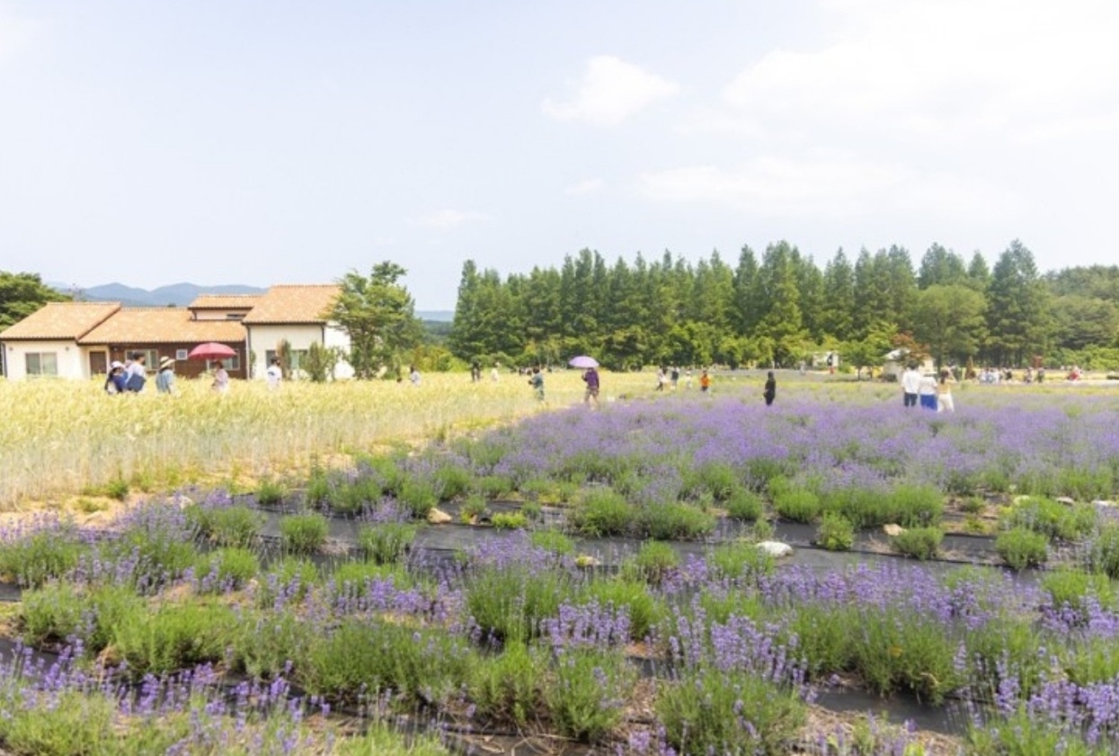하늬라벤더팜 이미지
