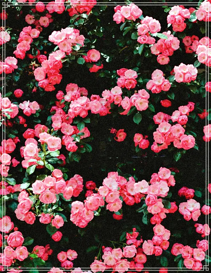 생방송 오늘저녁 논산 장미 정원, 230종 야생화, 식물원 카페, 직접키운 와송, 아로니아 스무디 맛집