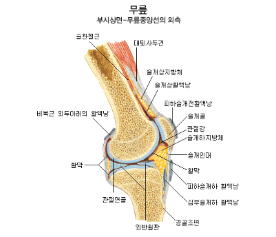 무릎 주변 뼈와 조직