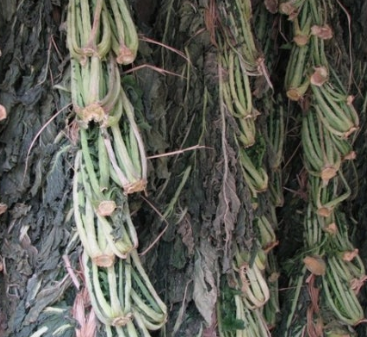 시래기 효능 무청 부작용 고르는법