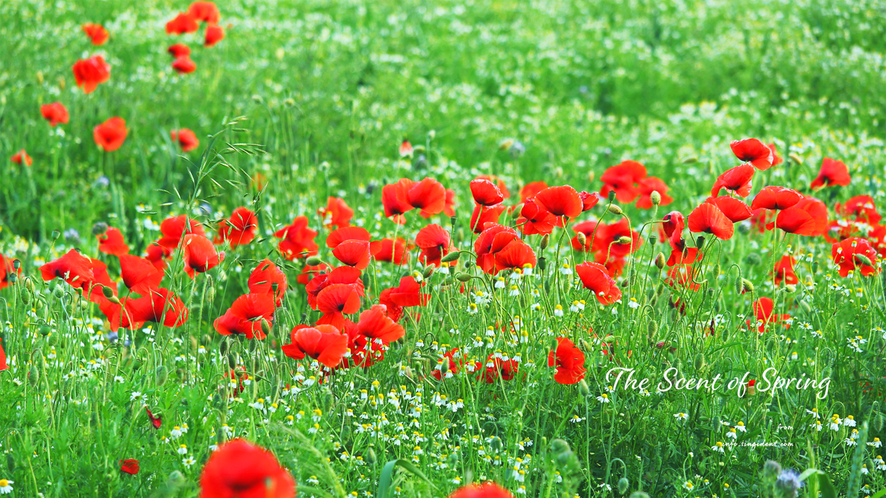 09 꽃양귀비 여러송이 C - The Scent of Spring 꽃배경화면