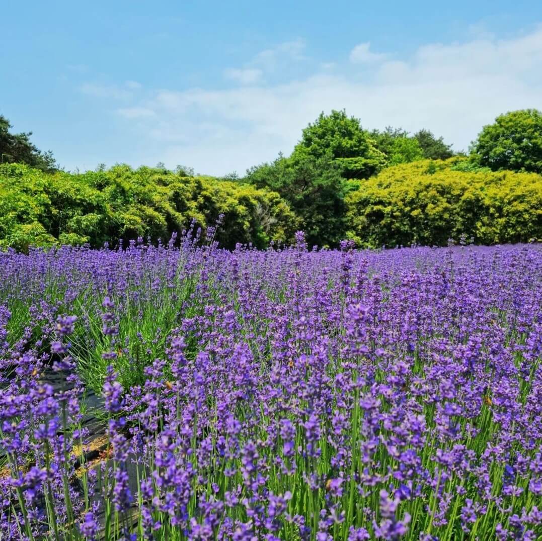 고창청농원-라벤더축제