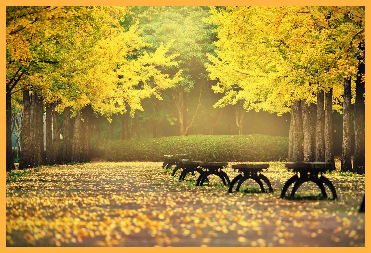 문광저수지 은행나무길