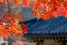 충청도 가을 단풍 명소