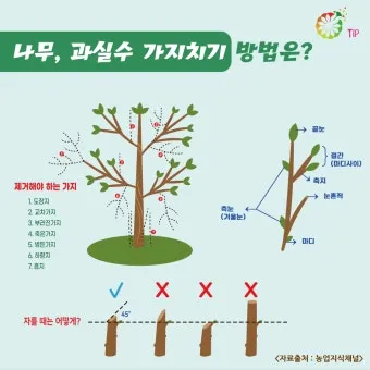 가지치기 요령 도구소독 새순유도 수형잡기 건강하게 키우기_38