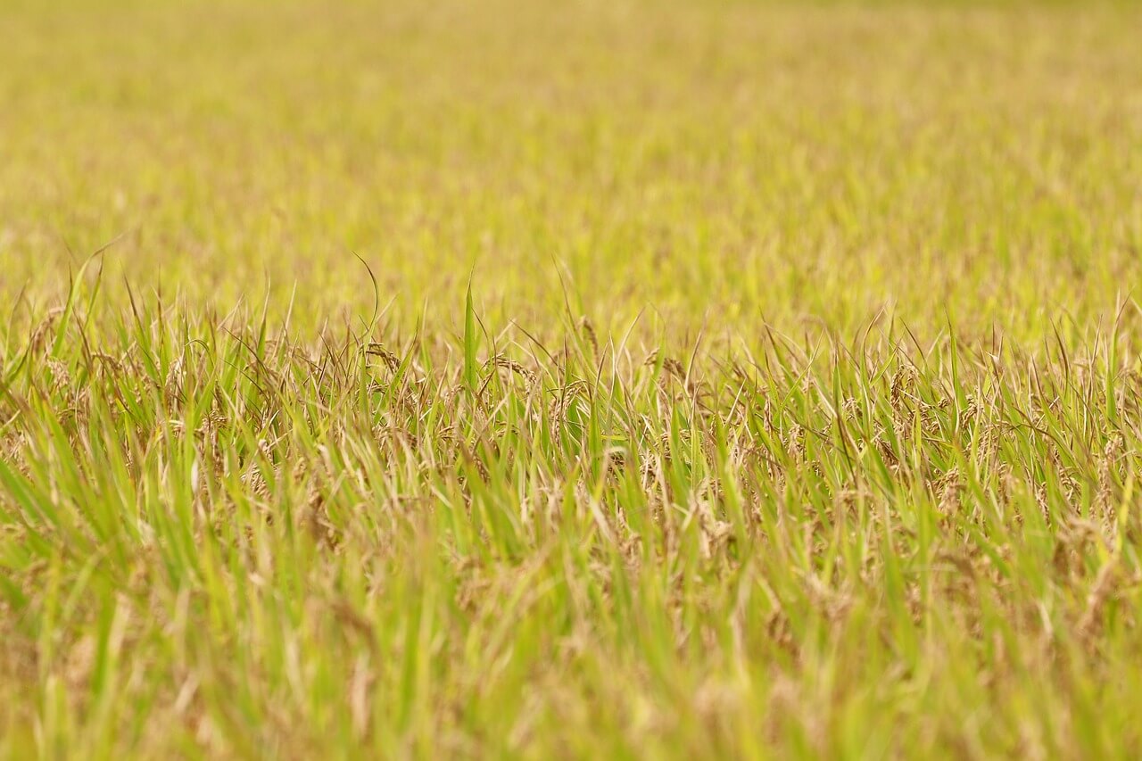 화담숲 모노레일 예매 예약