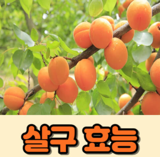 살구 효능 부작용