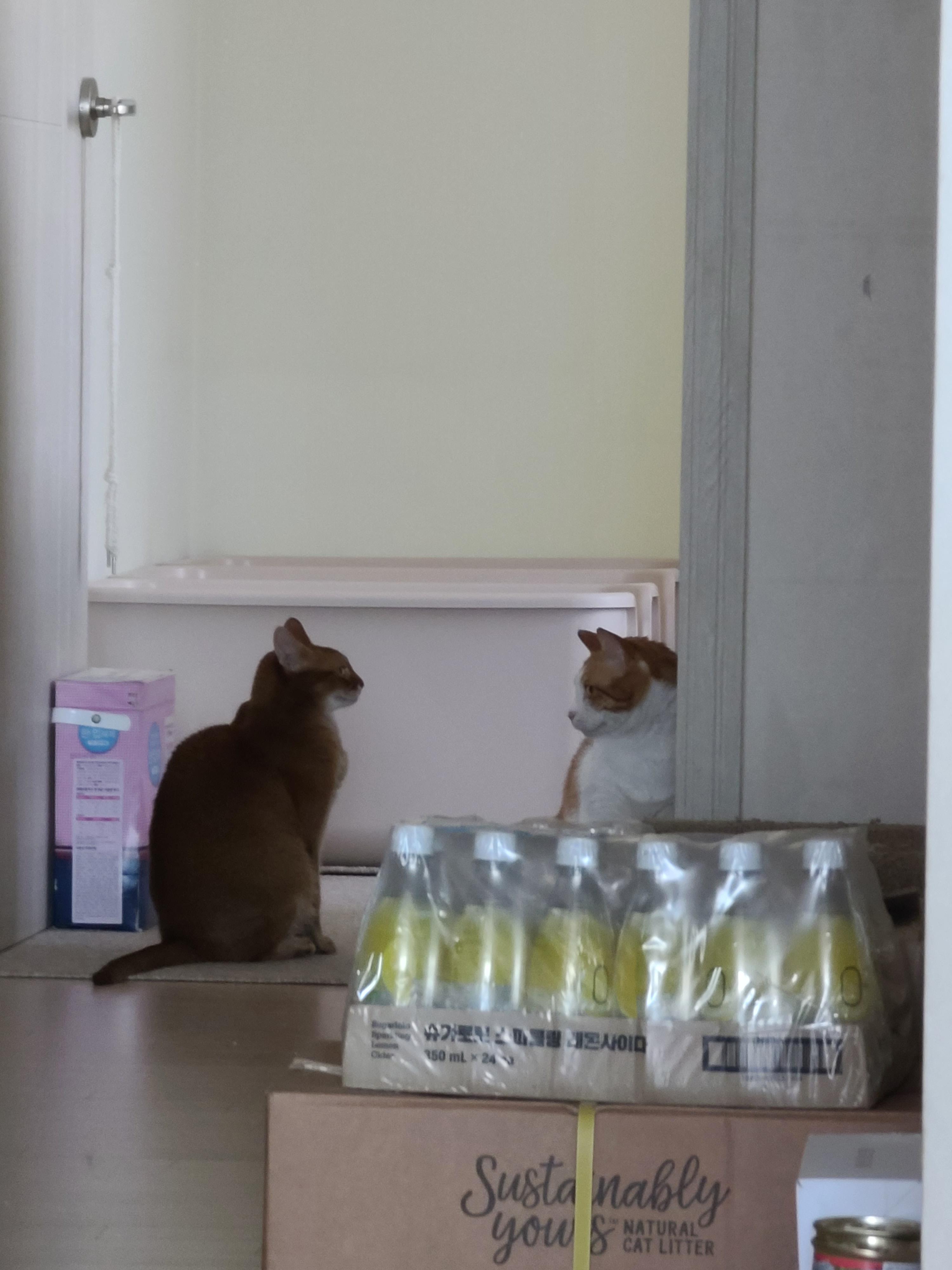 우다다 한다고 서열1위 고양이에게 혼나는 막둥이 고양이.(feat.평화주의 고양이.)