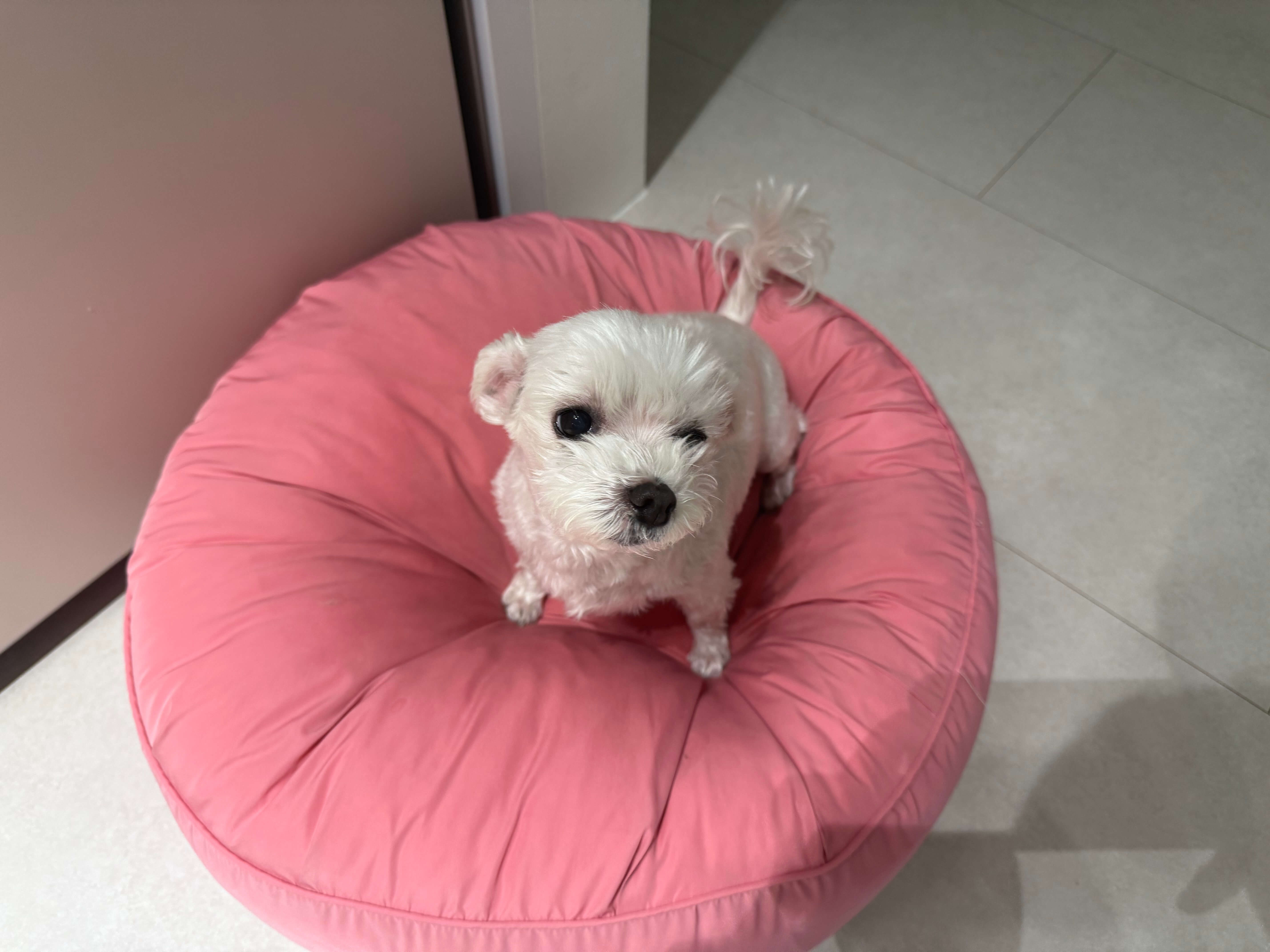 강아지 스케일링 비용