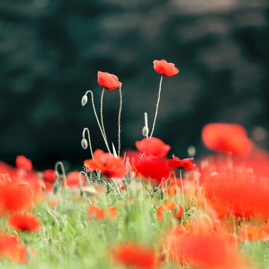 원주 용수골꽃양귀비축제