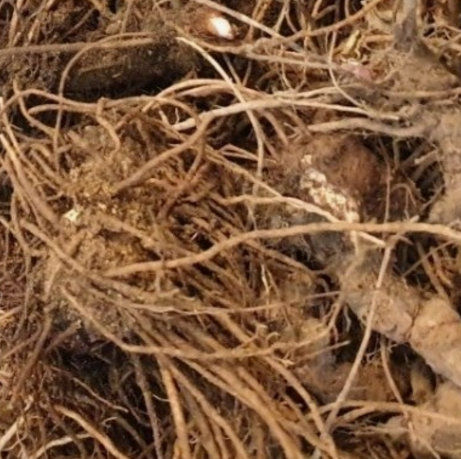 삽주 면역력 강화와 항염 효과