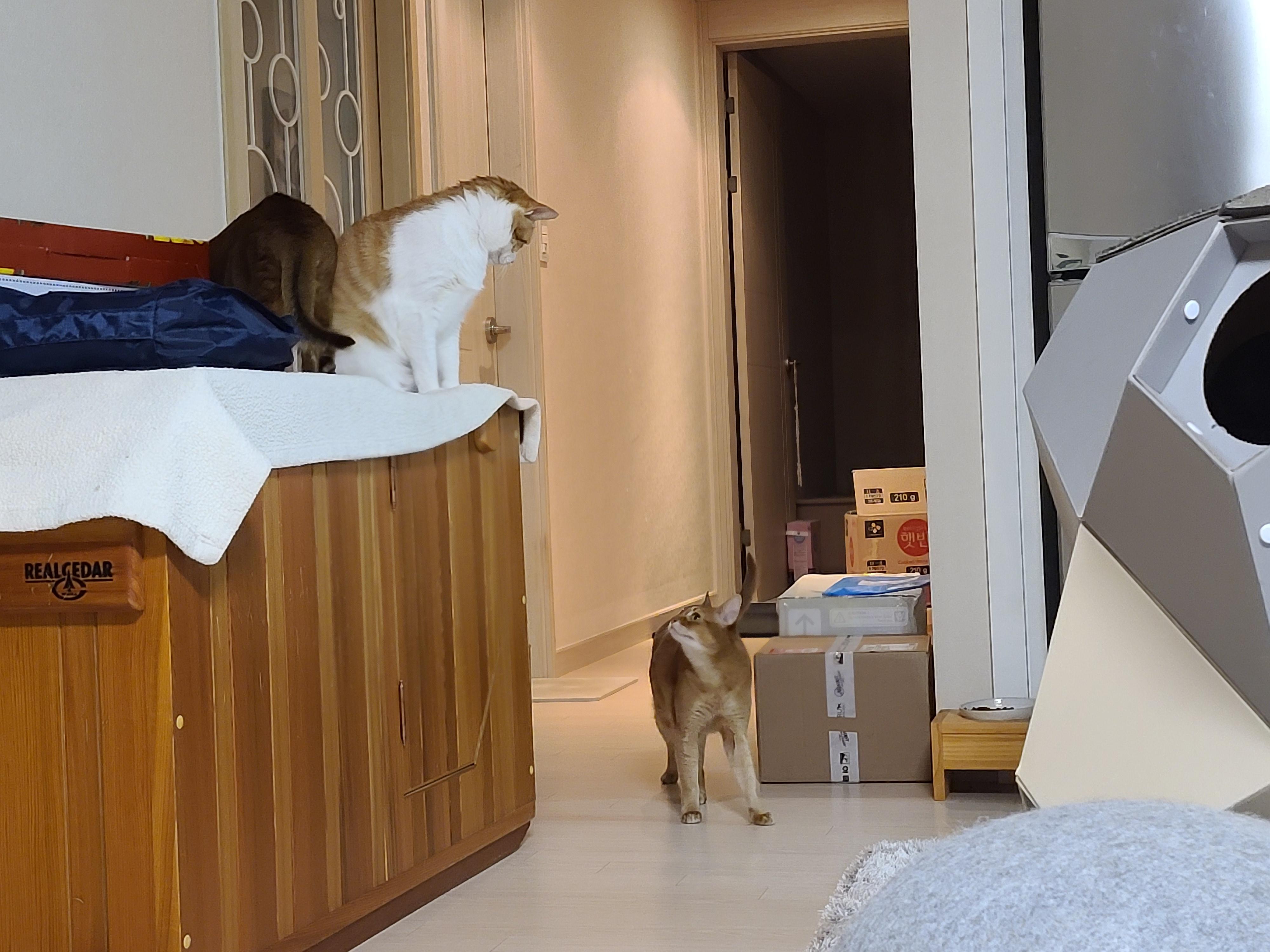 안쓰러워서 못봐주겠네진짜. 눈치보는 고양이.