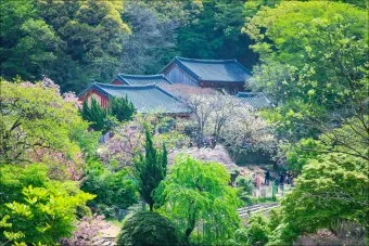 봄꽃 여행 성지 충남 서산 명소 BEST5_11