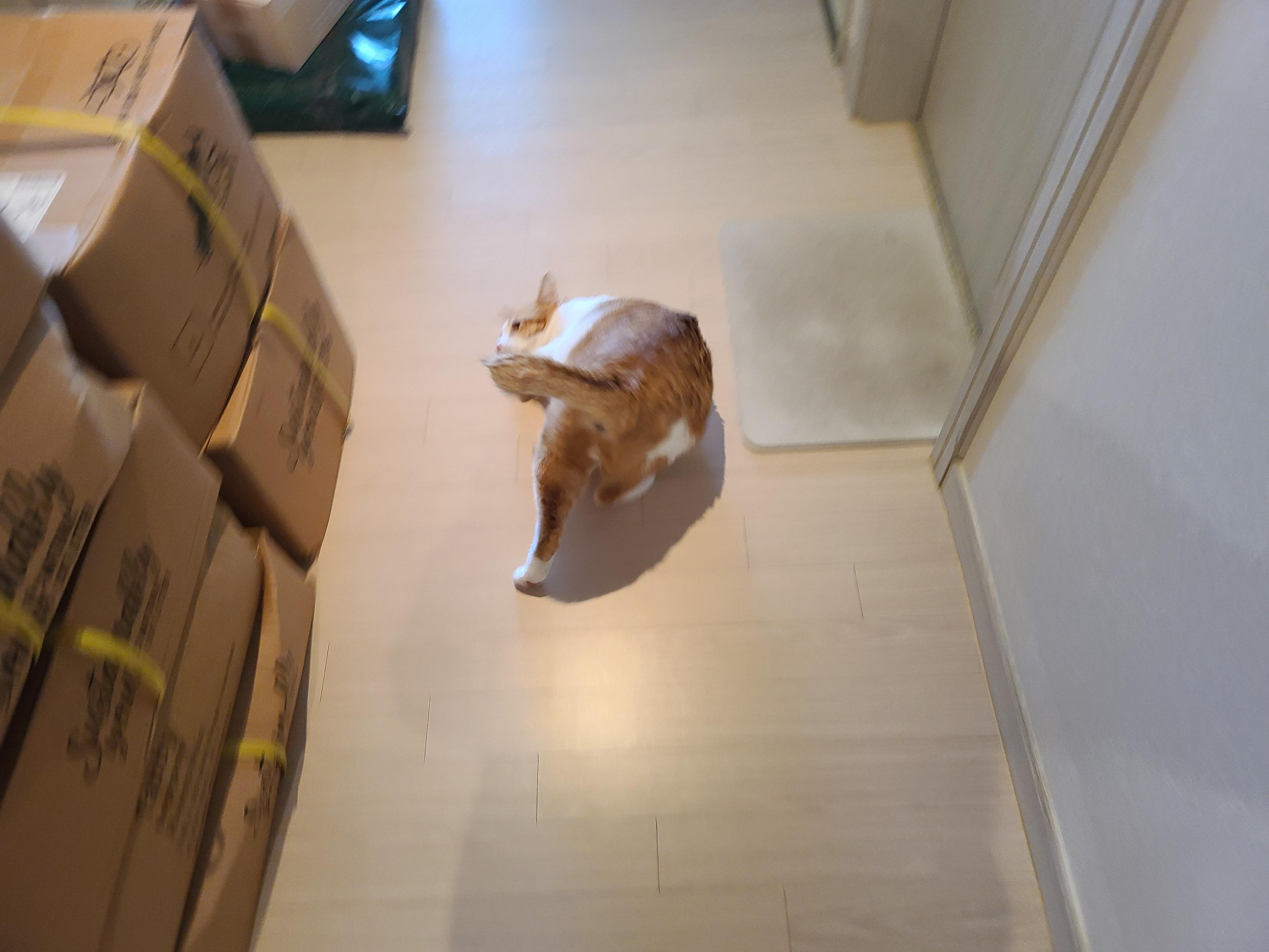 막둥이 발라당의 이유...ㅜㅜ