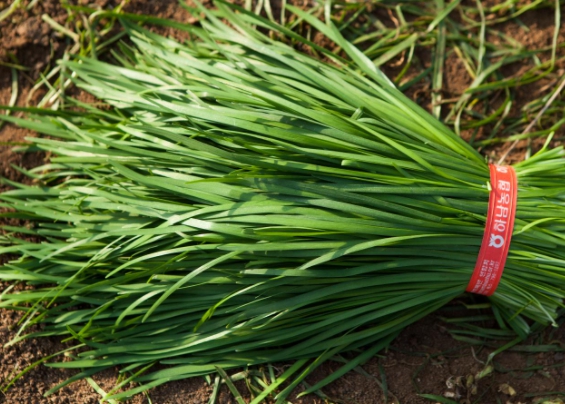 설사에 좋은 음식