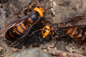 벌 알레르기로 인한 '아나필락시스'의 위험성
