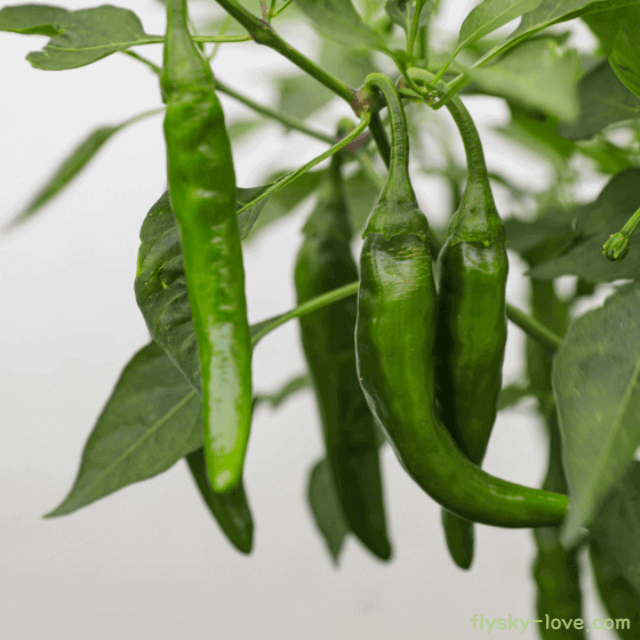 알싸하게 맛있는 청양고추