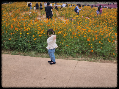 안성팜랜드 핑크뮬리,코스모스 가을 사진여행 추천합니다.