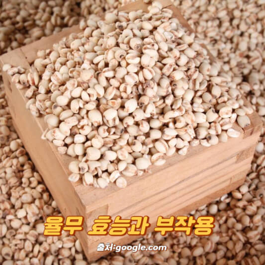 율무 효능과 부작용