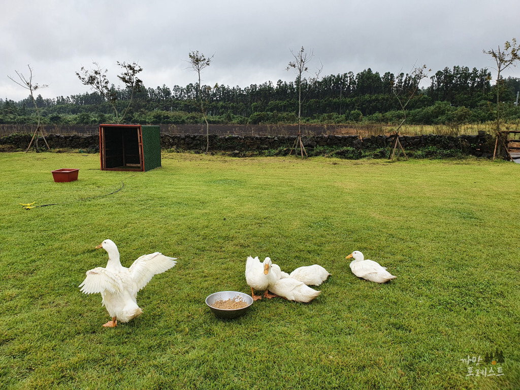 표선 보롬왓 오리