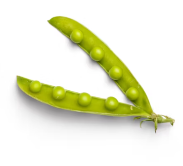 완두콩 효능 부작용 영양성분 먹는법 고르는법