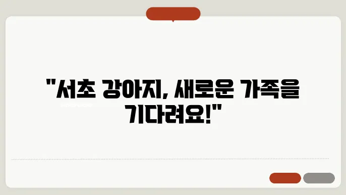 서초강아지본콘소 여기에서 알아보세요