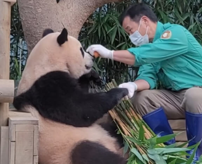 푸바오와-할아버지-강철원-사육사
