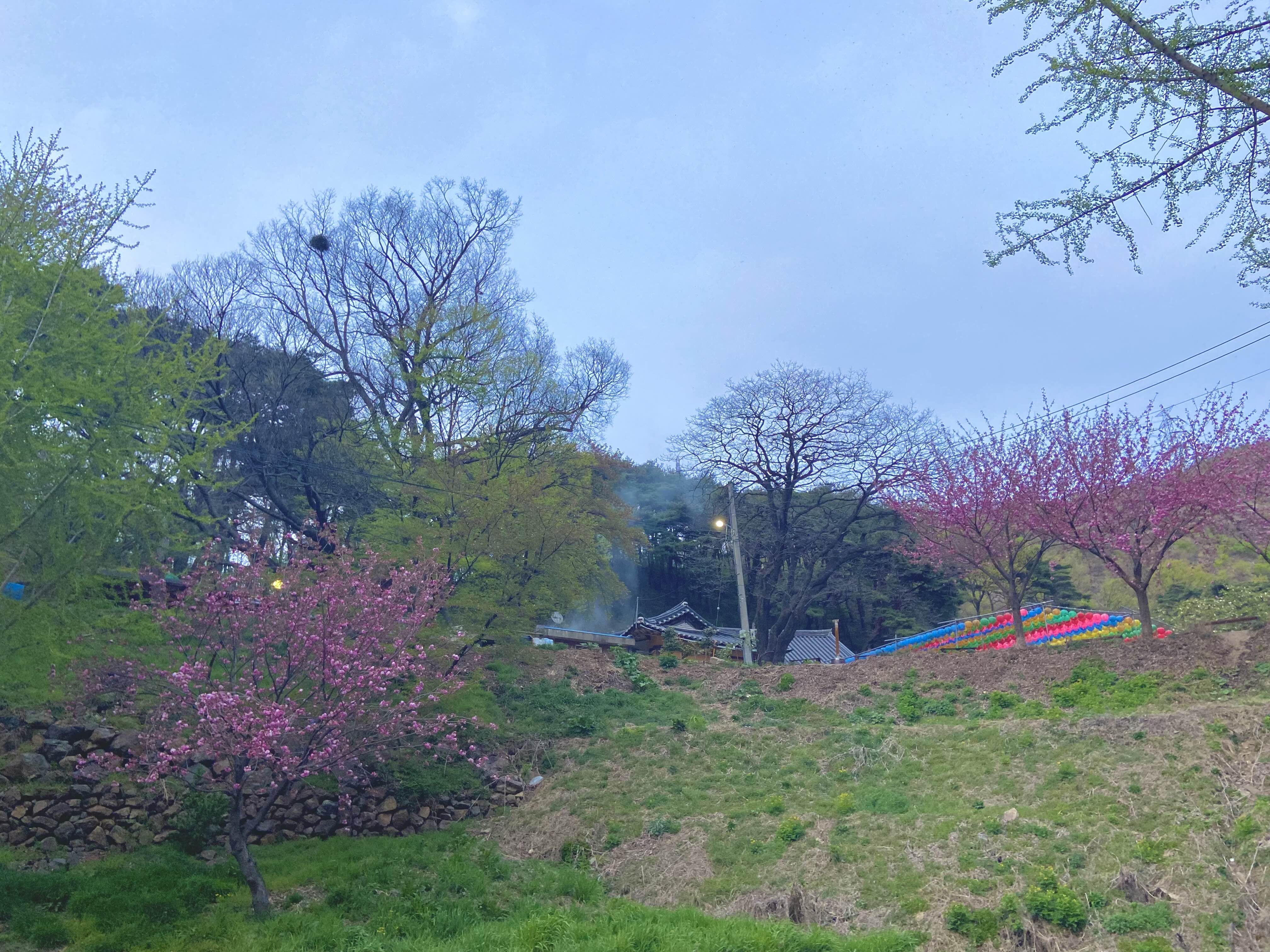 서산 겹벚꽃
