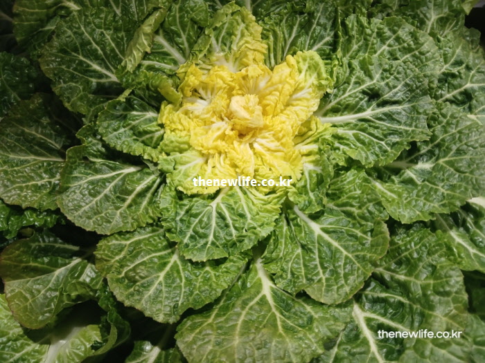 5대 영양소가 가득한 봄동 실물. 베타카로틴의 초록 잎과 아미노산의 노란 잎이 조화로운 겨울철 보약