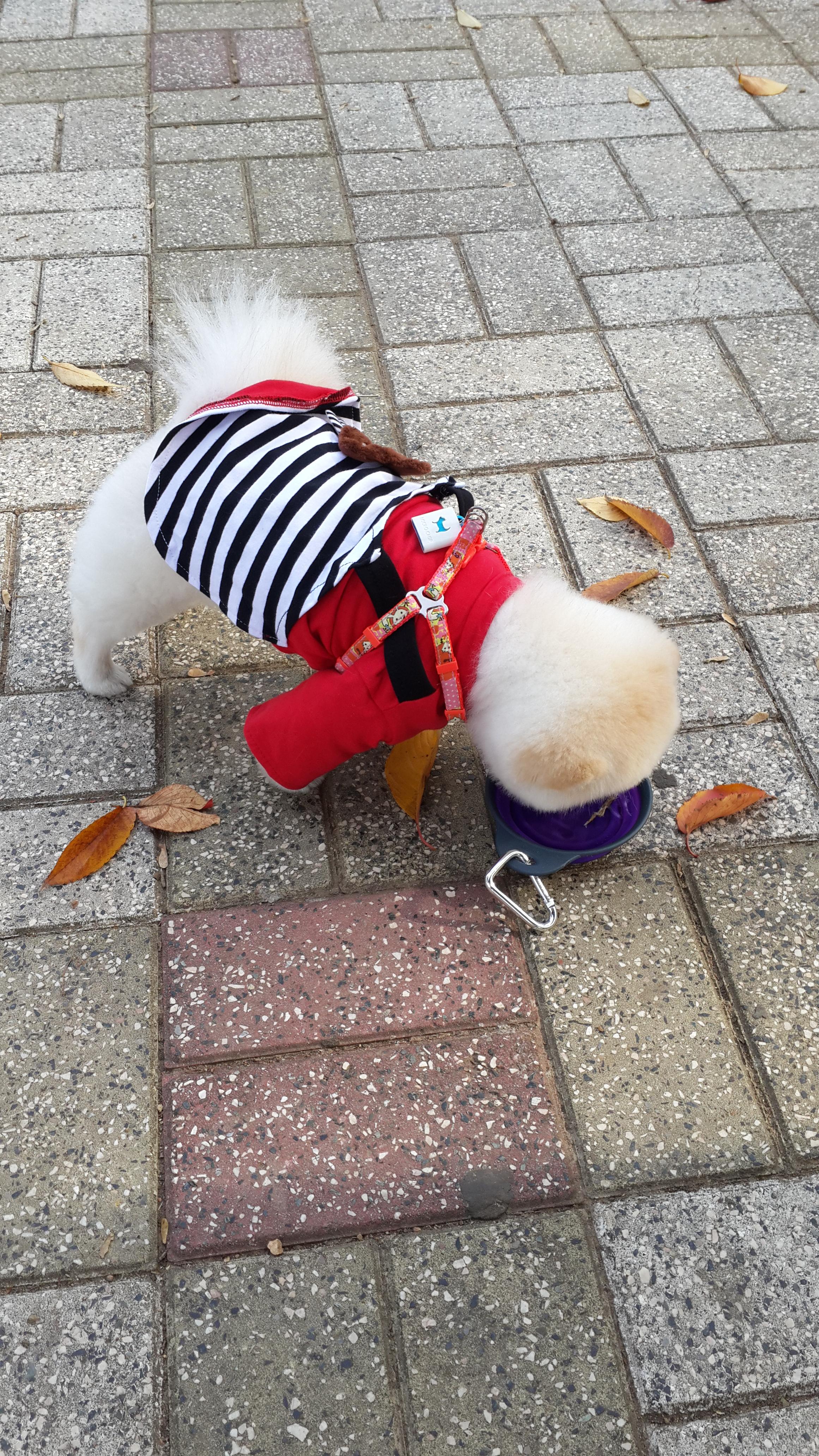 강아지 재채기 하는 이유 7가지 : 멈추는 방법