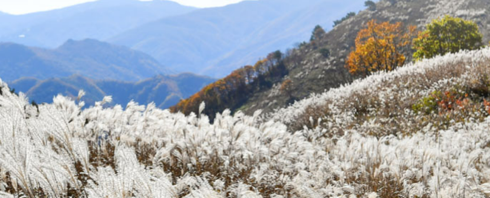 가을 억새, 단풍 산행지 추천