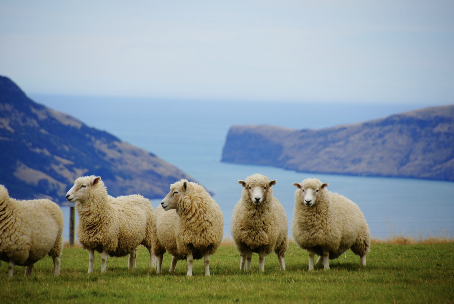 뉴질랜드 여행 관련 사진