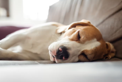 개의 파르보바이러스 감염증 치료법이란?