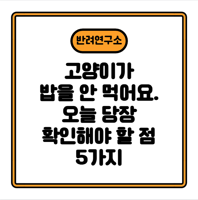 고양이가 밥을 안 먹어요? 오늘 당장 확인해야 할 점 5가지 (집사 필독)