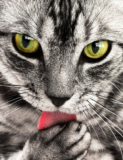 까칠한 혀로 털을 정리하는 고양이