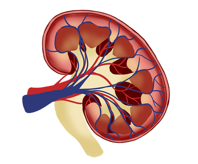 단백뇨 증상부터 원인, 치료까지! 소변으로 알 수 있는 신장 건강 신호