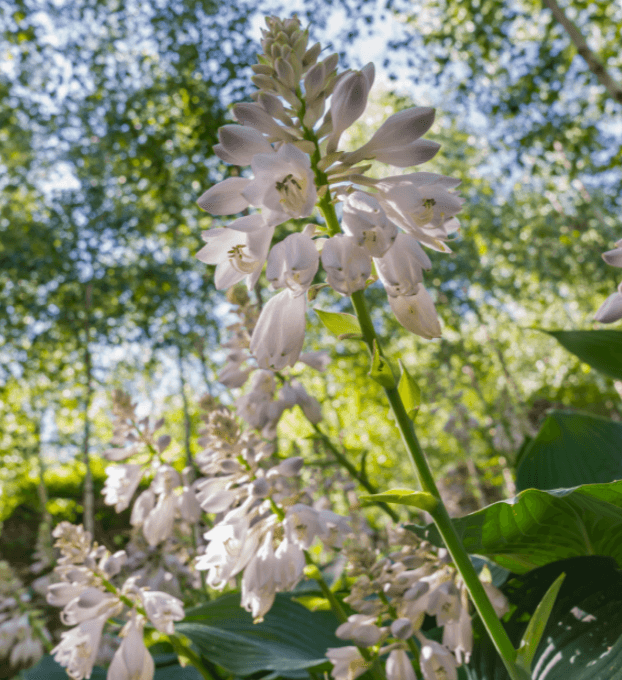 2025 화담숲 예약하기 모노레일 예약하기