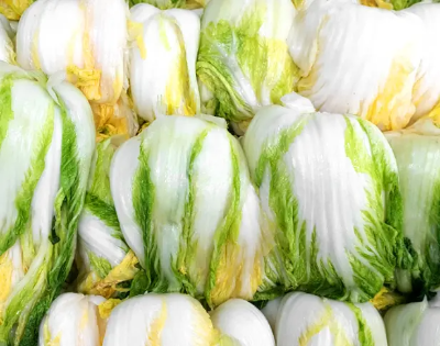 절임배추 사전예약