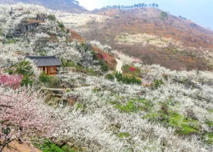 2024 광양매화축제 행사 안내