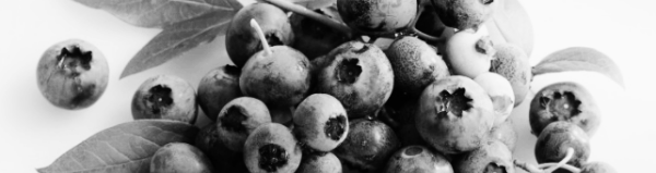 블루베리 보관방법: 최대 2~3일