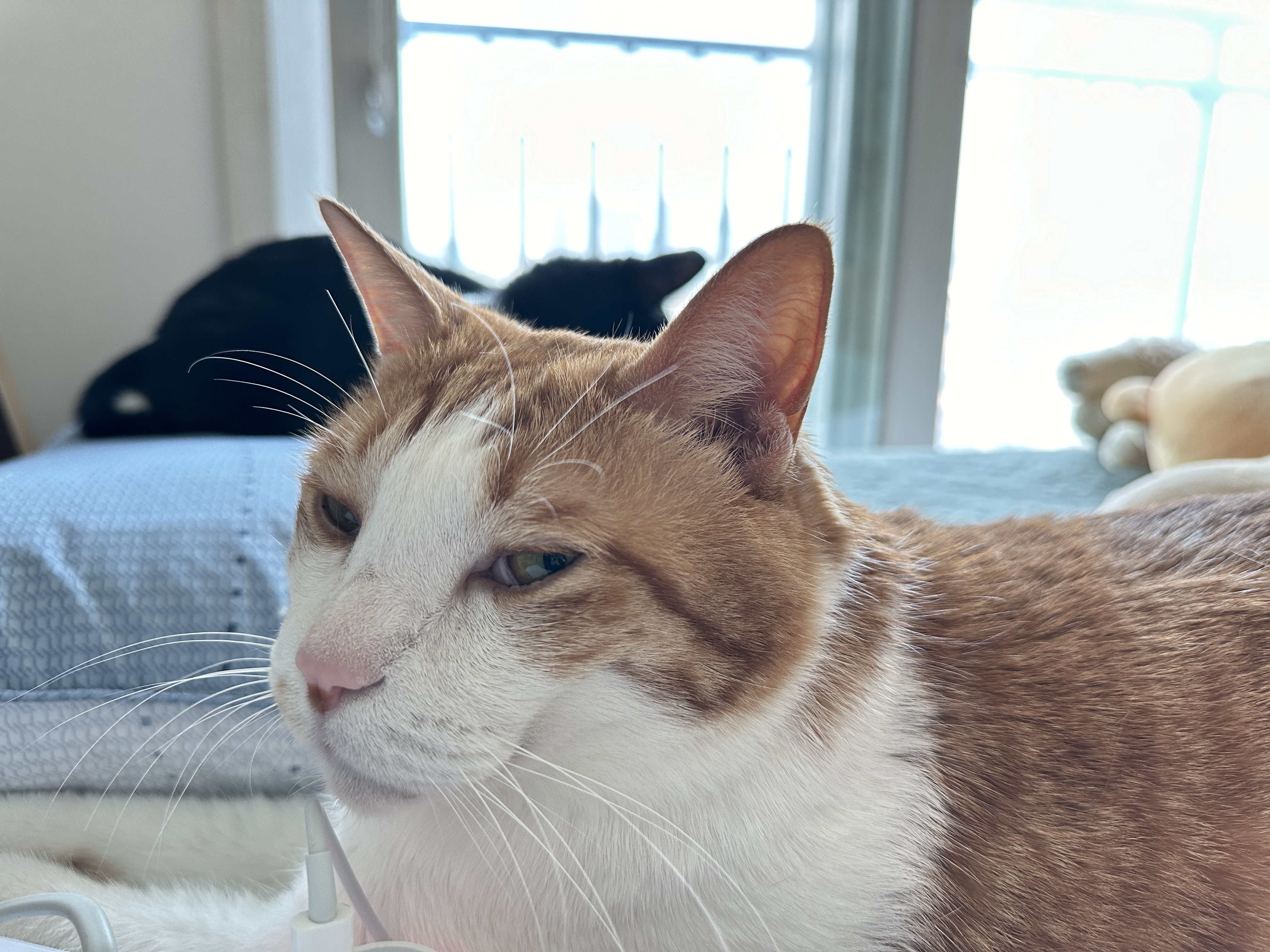 엄마의_관심을_자기에게로_돌린_졸린_막둥이