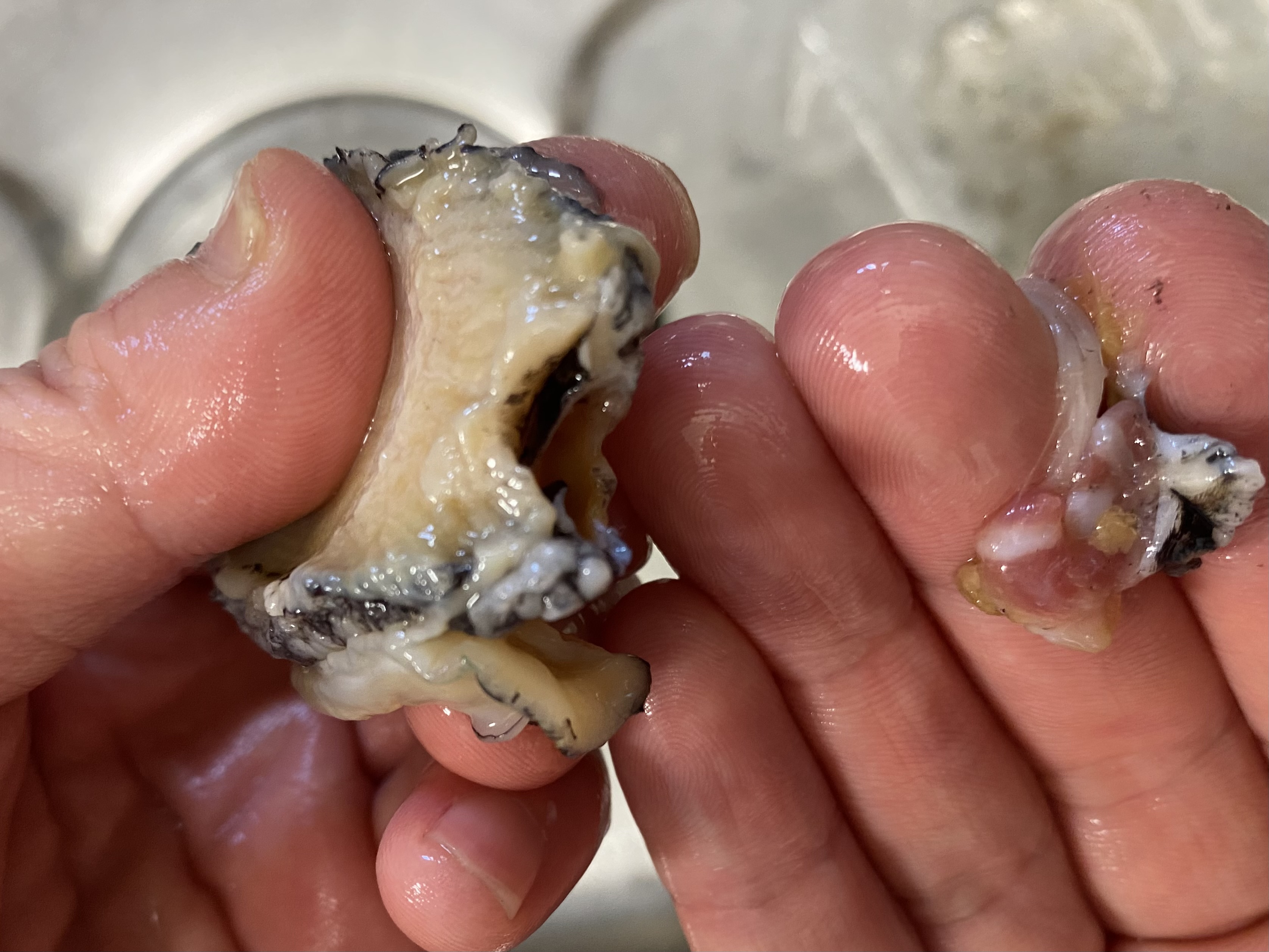 전복에서 전복이빨 분리된 사진