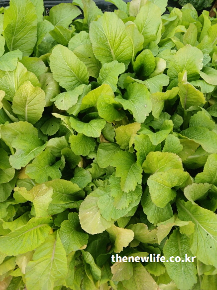 갓 효능 - 이소티오시아네이트와 플라보노이드가 풍부한 갓 잎의 생생한 질감